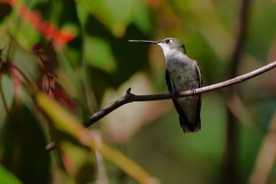 Ruby-throated hummingbird