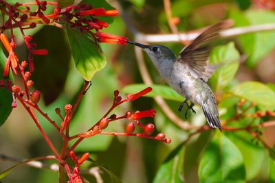 Ruby-throated hummingbird