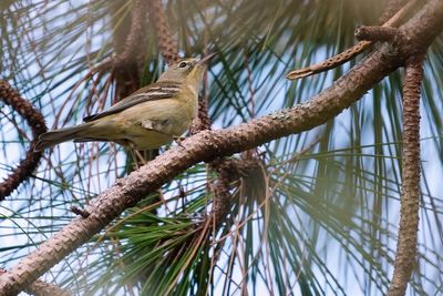 Young female pine warbler