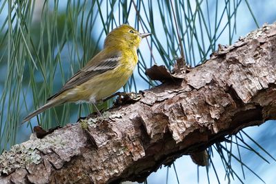 Pine warbler