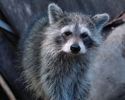 Adult raccoon looking at me