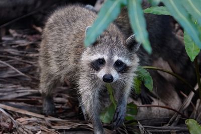 Momma raccoon