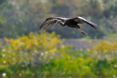 Glossy ibis flying against the sun