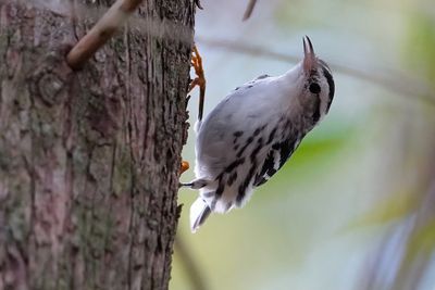 Black and white warbler