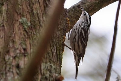 Black and white warbler