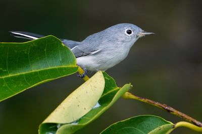 Blue-grey gnatcatcher