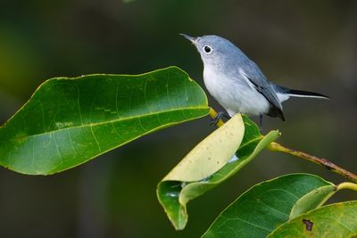 Blue-grey gnatcatcher