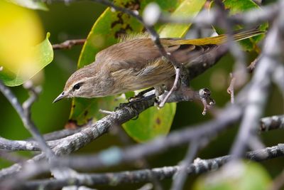 Palm warbler