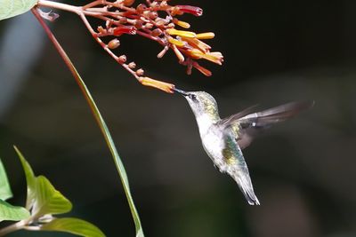 Ruby-throated hummingbird