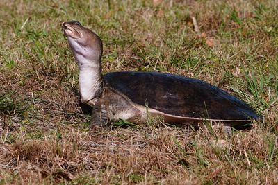 Florida softshell turtle on shore