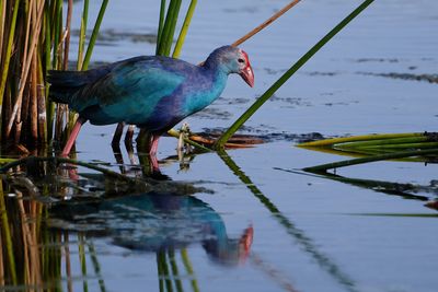 Grey-headed swamphen