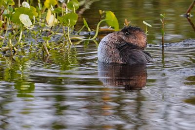 Pied-billed grebe puffing up