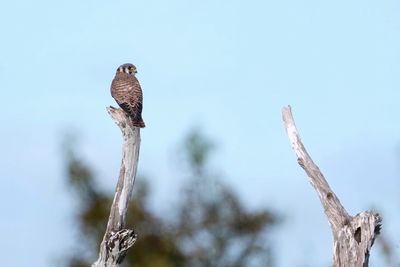 American kestrel