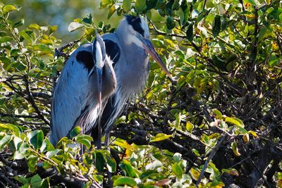 Great blue heron couple nesting