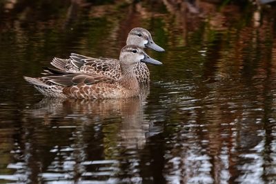 Blue winged teals