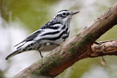 Black and white warbler