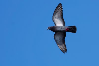 Pigeon in flight