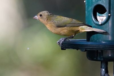 Female painted bunting
