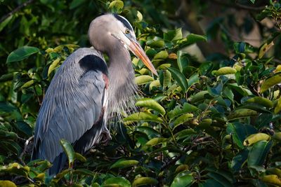 Great blue heron