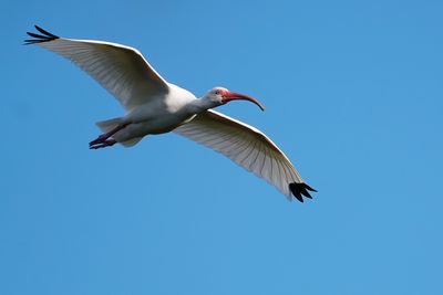 Flying ibis