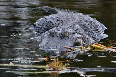 Alligator in the shallows