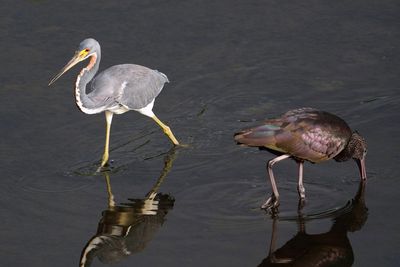 Tricolored heron and glossy ibis