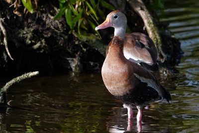 Black-bellied whistling duck