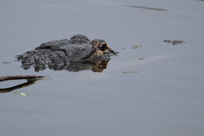 Mostly submerged alligator