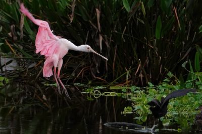 Roseate spoonbill coming in to land