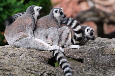 Cold lemurs huddled together