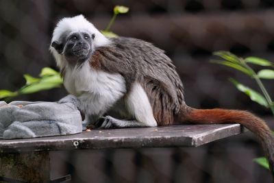 Cotton-topped tamarin