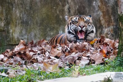Malaysian tiger calling loudly