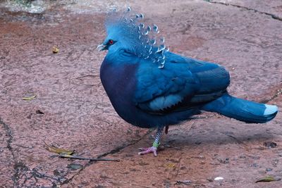 Crowned pigeon