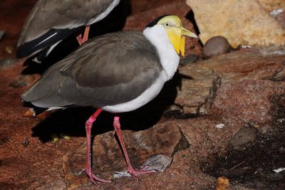 Masked lapwing plover