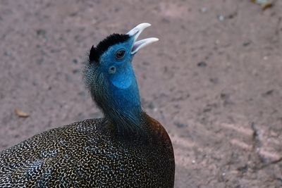 Argus pheasant calling out