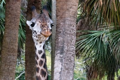 Giraffe closeup staredown