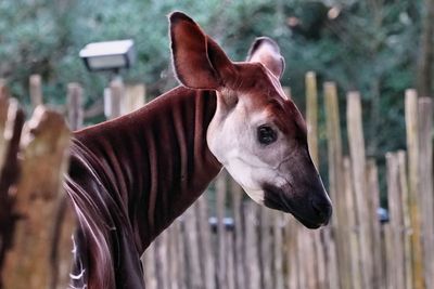 Okapi closeup