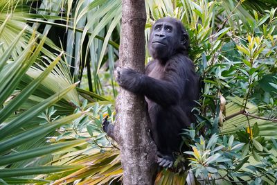Young gorilla climbing