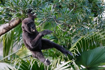 Young gorilla swinging