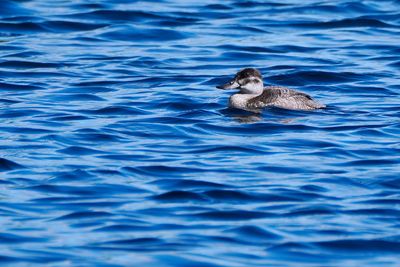 Ruddy duck