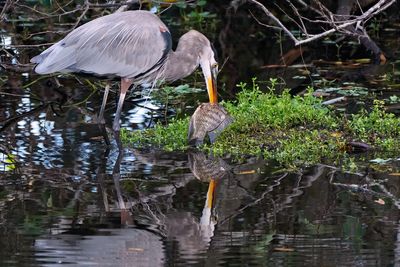 Great blue heron eating a large fish