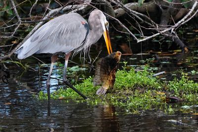Great blue heron eating a large fish