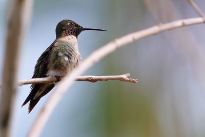 Male ruby-throated hummingbird