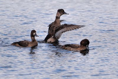 Lesser scaups and ring-necked ducks