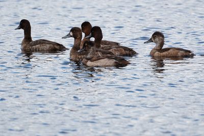 Lesser scaups and ring-necked ducks