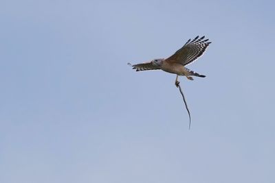 Red-shouldered hawk with a snake