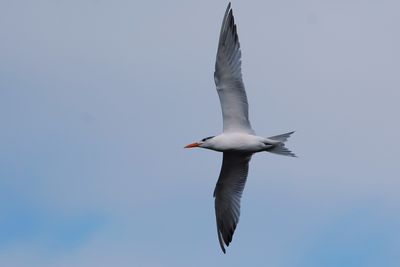 Royal tern