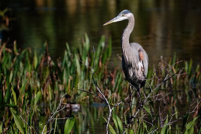 Great blue heron in a small tree