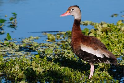 Black-bellied whistling duck