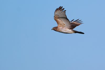 Red-shouldered hawk in flight